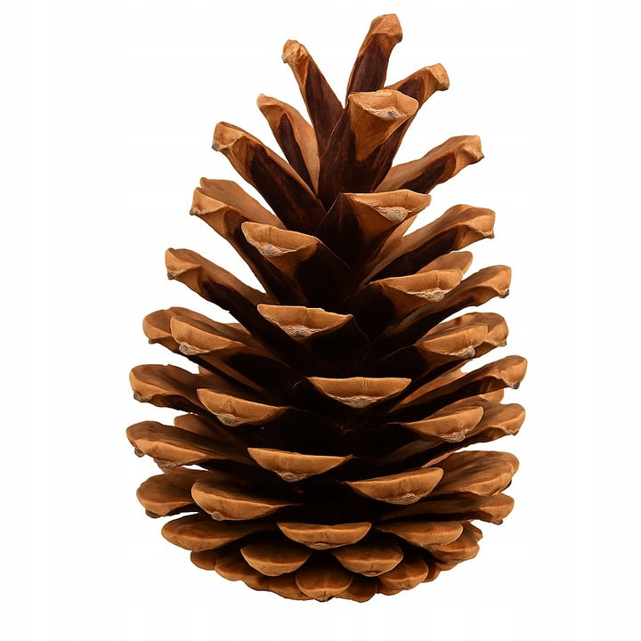 Ozdobne Szyszki Sosnowe 5-7cm 5szt.