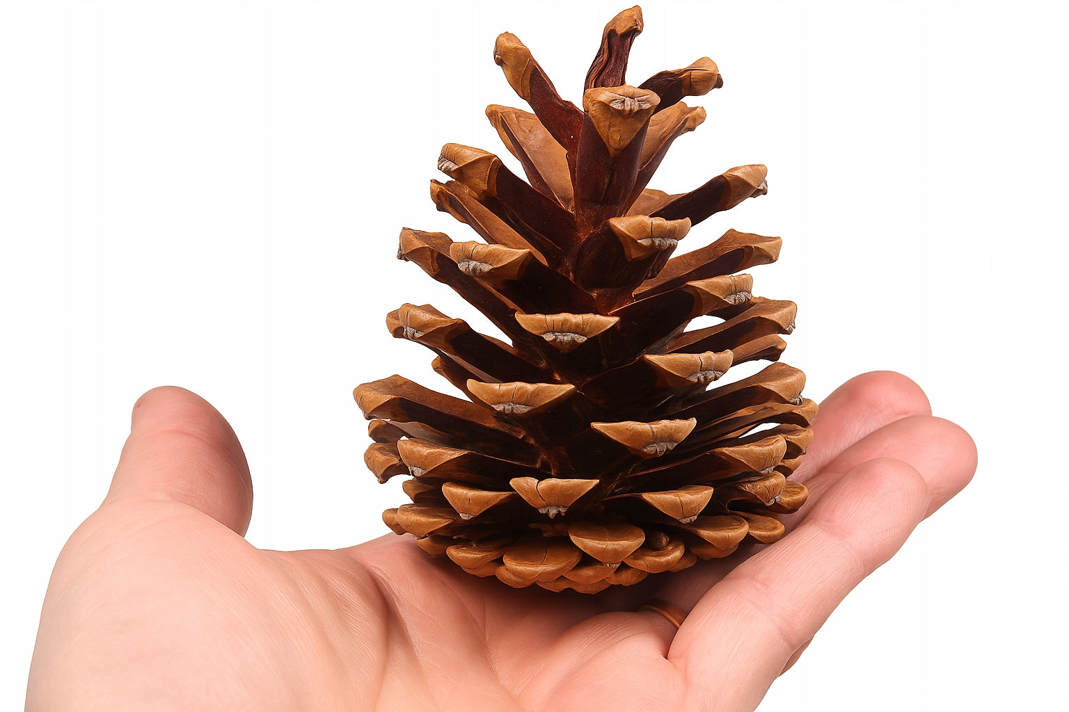 Ozdobne Szyszki Sosnowe 5-7cm 5szt.