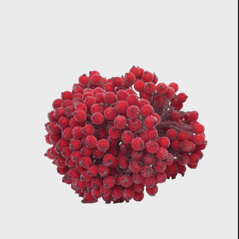 Jarzębina Czerwona Mała